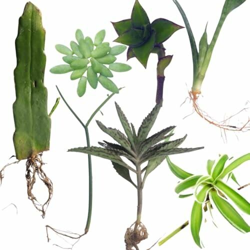 Assorted succulent cuttings with roots.