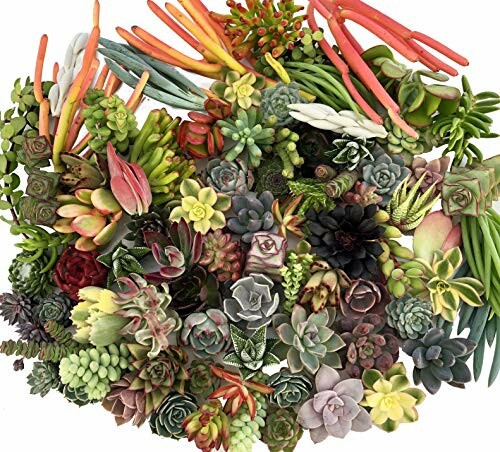 A variety of colorful succulent plants arranged closely together.