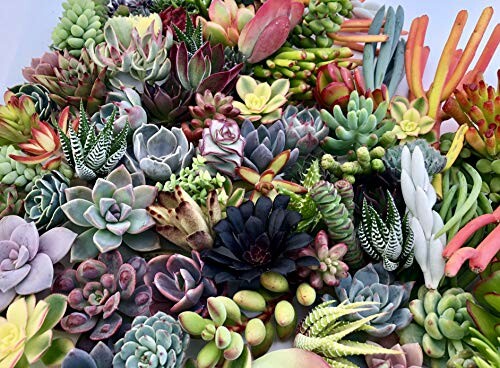 A diverse arrangement of colorful succulents.