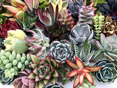 Succulent Cuttings
