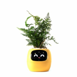 Yellow plant pot with a cute robot face and fern.