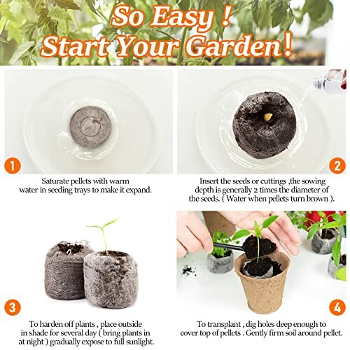 Step-by-step guide for transplanting seedlings into individual pots.