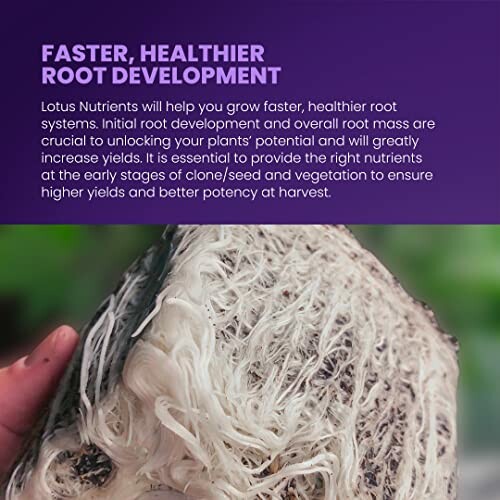 Close-up of healthy plant roots with text about root development.