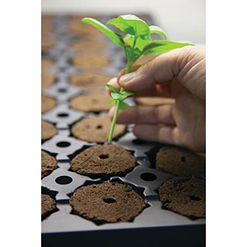 Hand planting a seedling in a soil-filled tray.