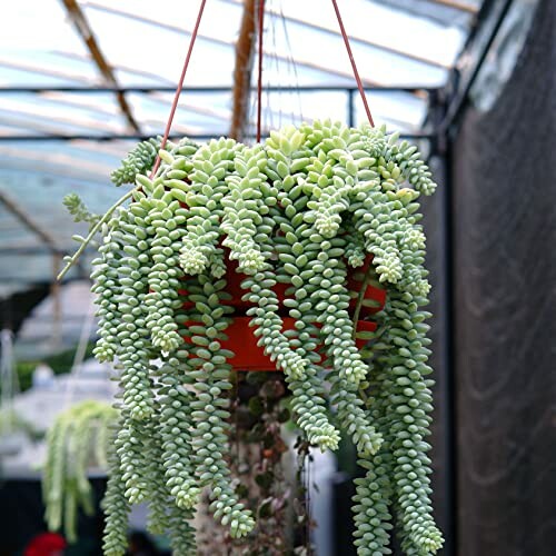 Hanging pot with cascading succulent plant in greenhouse.