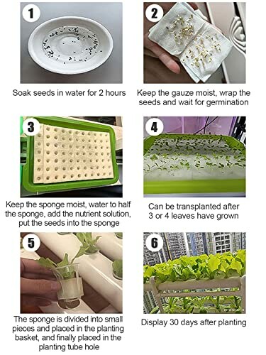 Step-by-step guide for hydroponic seed germination process.