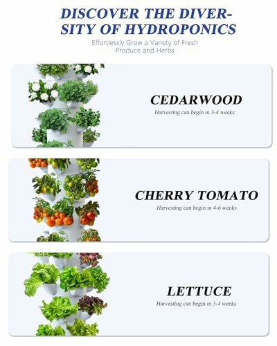 Hydroponic systems growing cedarwood, cherry tomatoes, and lettuce.