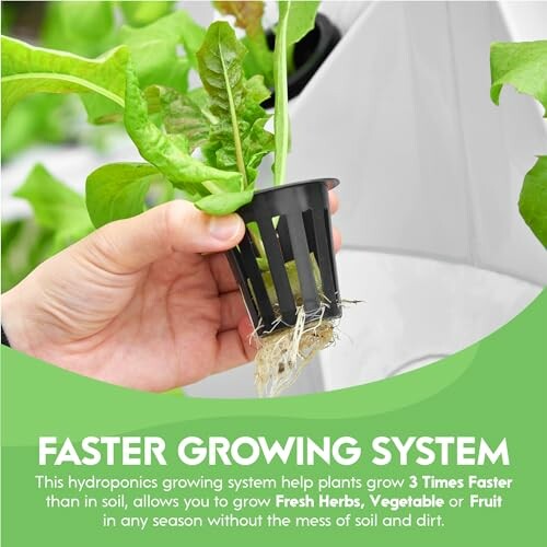 Hand holding a plant in a hydroponics system.