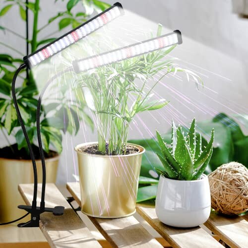 Indoor plants under LED grow lights with a palm and an aloe vera in pots.