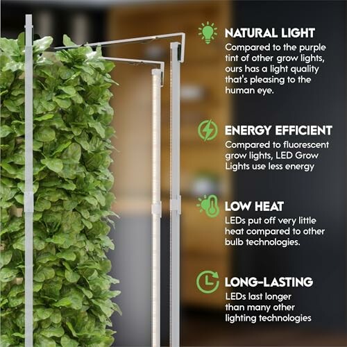 Benefits of LED grow lights: natural light, energy efficient, low heat, long-lasting.