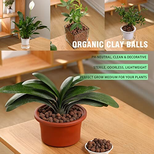Potted plants with organic clay balls used as a growing medium