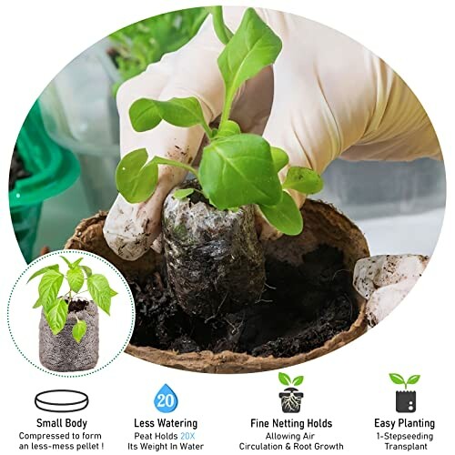 Person planting a seedling in a peat pellet with gardening gloves.