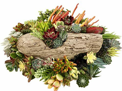 Colorful succulent arrangement on driftwood.