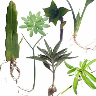 Cuttings Variety Pack