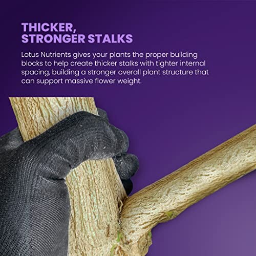 Gloved hand holding thick plant stalks with text about Lotus Nutrients benefits.