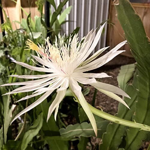White night-blooming flower with long petals.
